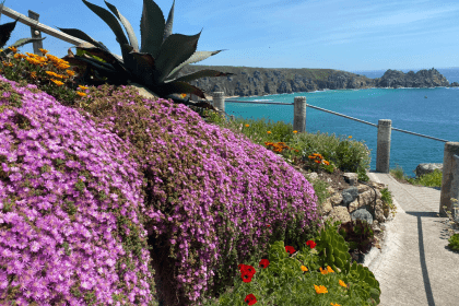 Delosperma curtains