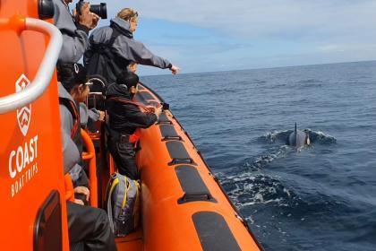 Coast Boat Trips - dolphin sighting 