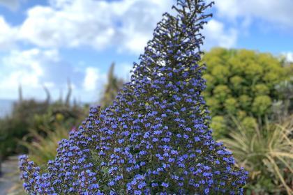 The Minack Garden