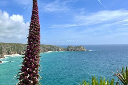 Echium pininana