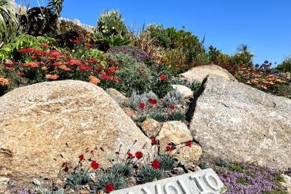The Minack Garden