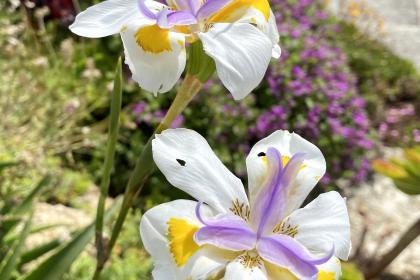 The Minack Garden