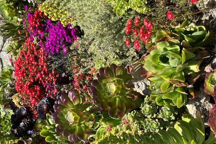 The Minack Garden