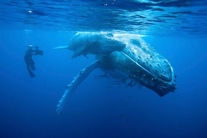 Doug Allen filming a humpbacked whale and calf