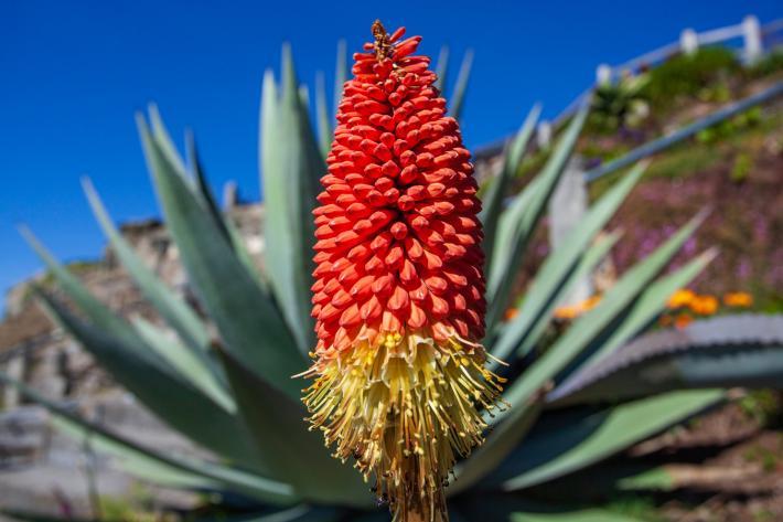 Vibrant subtropical plant in the Minack gardens