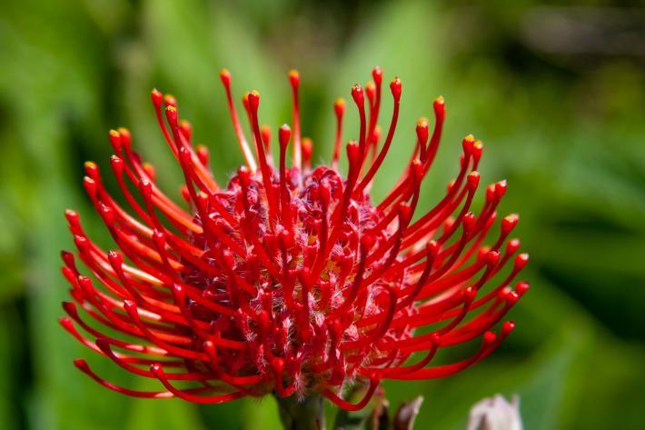 Vibrant tropical bloom