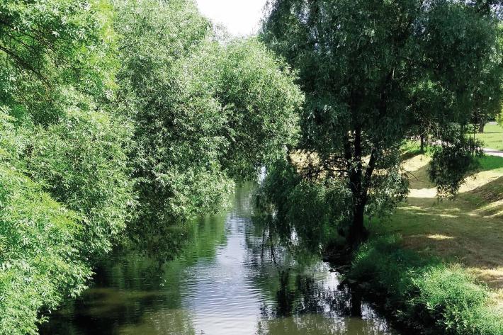 A peaceful canal overhung by willow trees